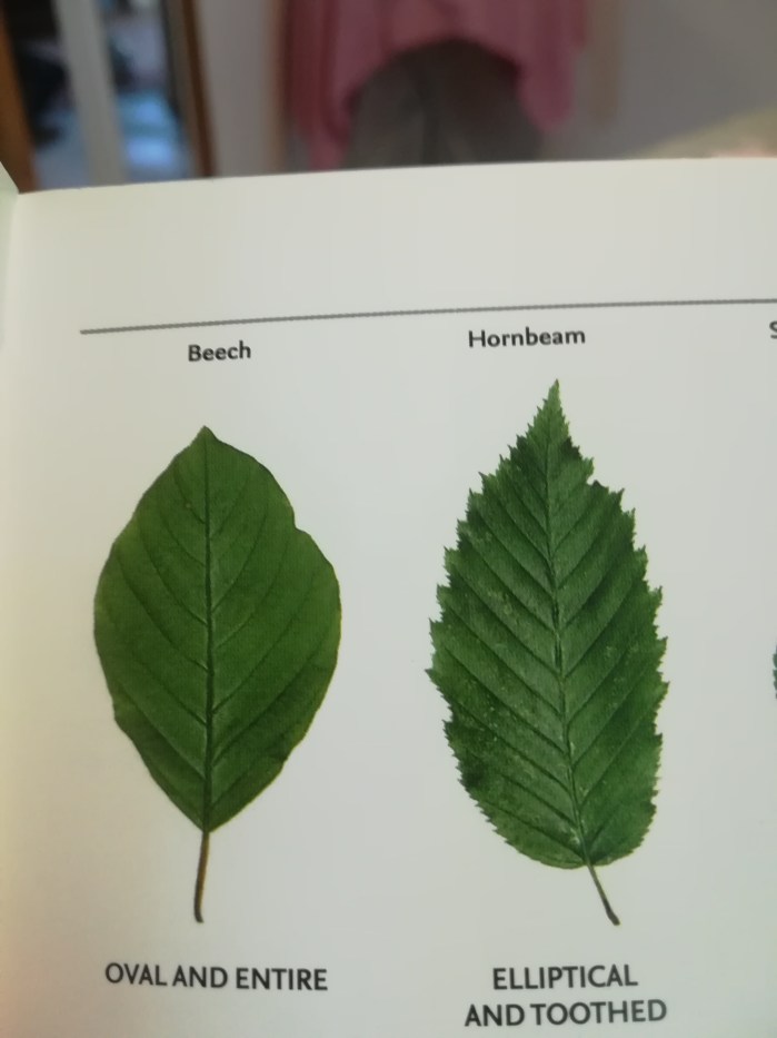beech v hornbeam