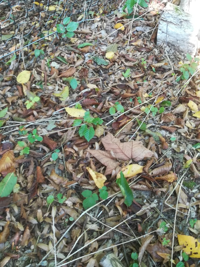 regeneration growth in the compound